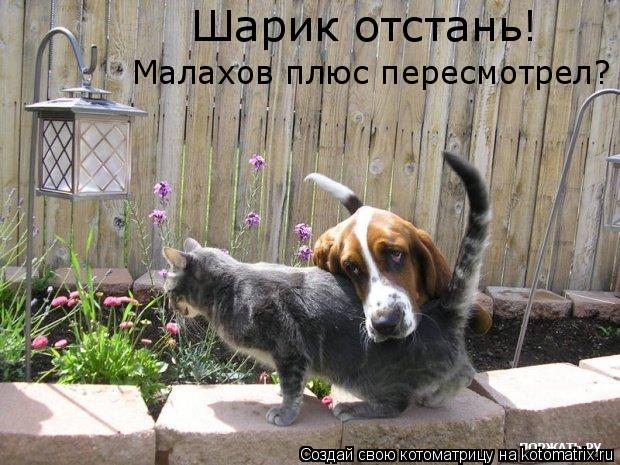 Шарик отстань! Малахов плюс пересмотрел?... Котоматрица: Шарик отстань! Малахов плюс пересмотрел?
