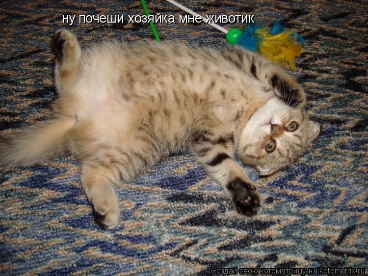 ну почеши хозяйка мне животик... Котоматрица: ну почеши хозяйка мне животик