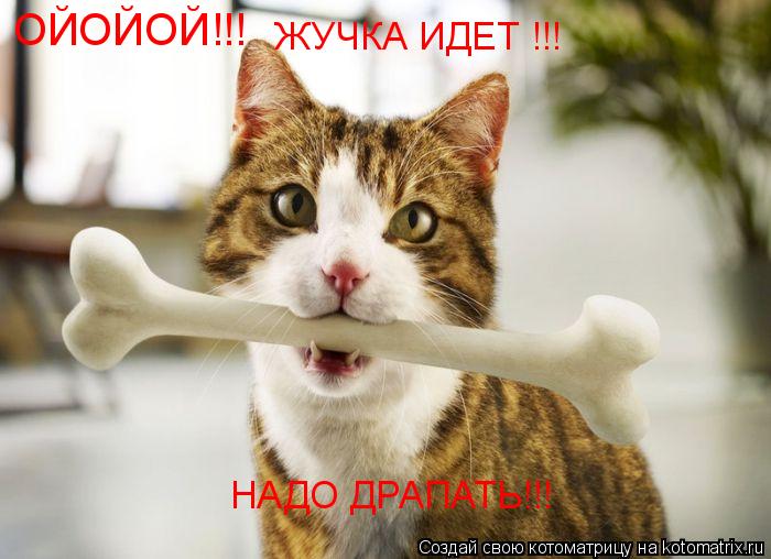 ОЙОЙОЙ!!! ЖУЧКА ИДЕТ !!! НАДО ДРАПАТЬ!!!... Котоматрица: ОЙОЙОЙ!!! ЖУЧКА ИДЕТ !!! НАДО ДРАПАТЬ!!!