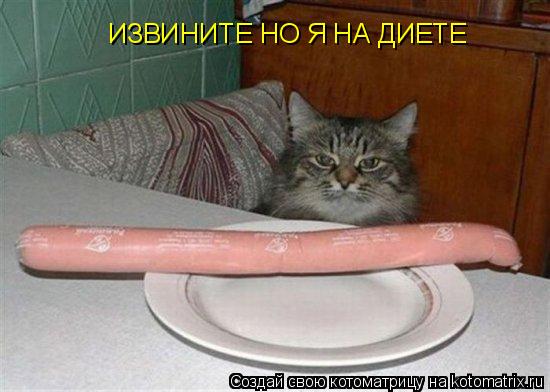 ИЗВИНИТЕ НО Я НА ДИЕТЕ... Котоматрица: ИЗВИНИТЕ НО Я НА ДИЕТЕ