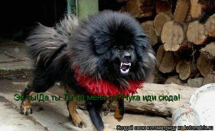 Эй,ты!Да,ты.Ты на меня да?Нука иди сюда!... Котоматрица: Эй,ты!Да,ты.Ты на меня да?Нука иди сюда!