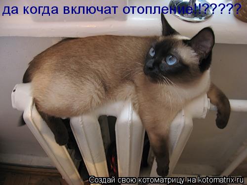Котоматрица: да когда включат отопление!!?????