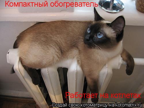 Котоматрица: Компактный обогреватель Работает на котлетах