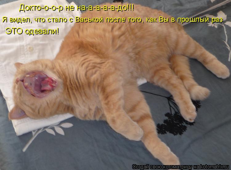 Котоматрица: Докто-о-о-р не на-а-а-а-а-до!!! Я видел, что стало с Васькой после того, как Вы в прошлый раз ЭТО одевали!
