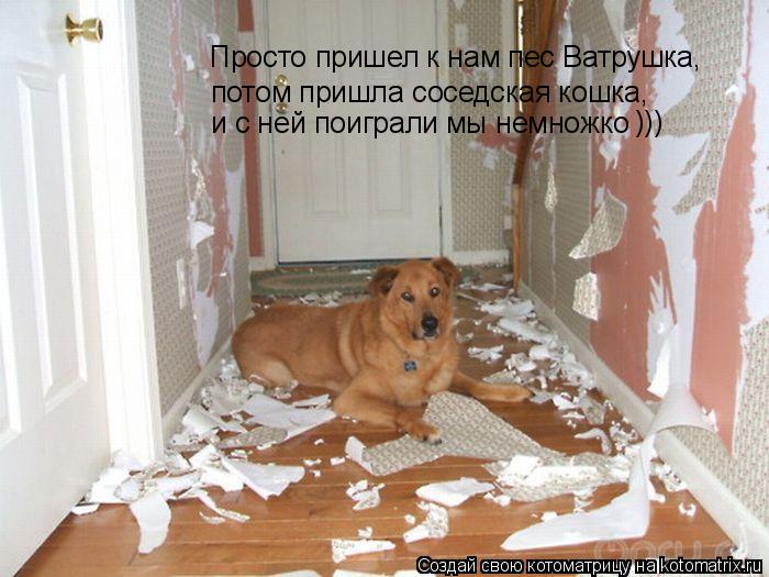 Котоматрица: Просто пришел к нам пес Ватрушка, потом пришла соседская кошка, и с ней поиграли мы немножко )))