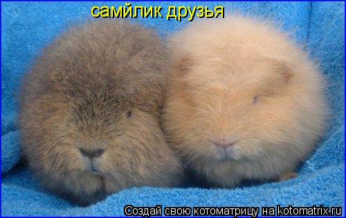Котоматрица: самйлик друзья