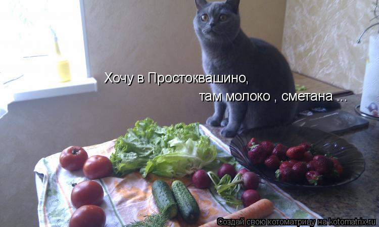 Котоматрица: Хочу в Простоквашино, там молоко , сметана ...