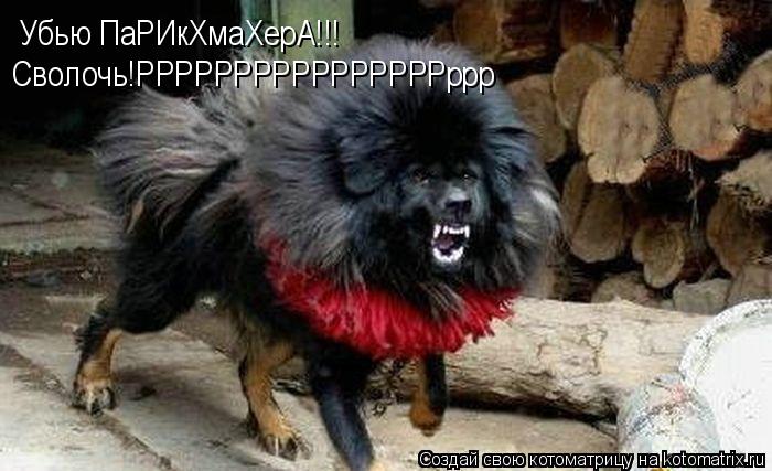 Котоматрица: Убью ПаРИкХмаХерА!!! Сволочь!РРРРРРРРРРРРРРРРррр