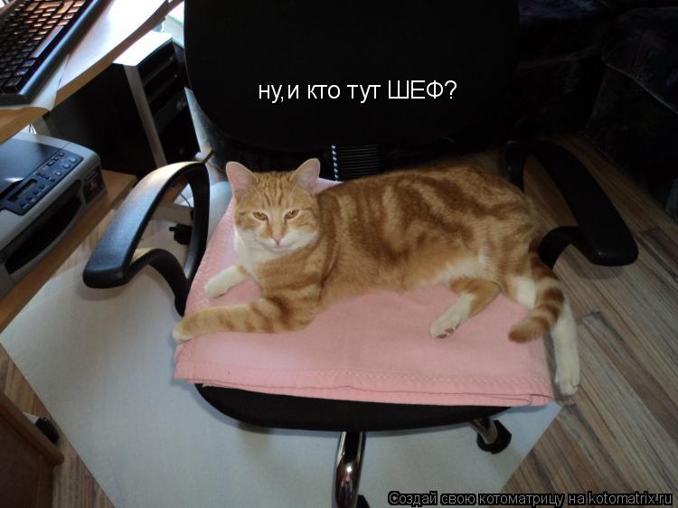 Котоматрица: ну,и кто тут ШЕФ?