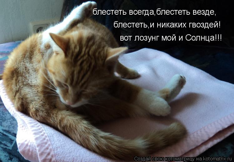 Котоматрица: блестеть всегда,блестеть везде, блестеть,и никаких гвоздей! вот лозунг мой и Солнца!!!