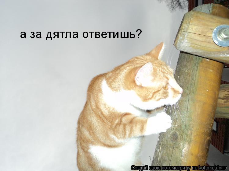 Котоматрица: а за дятла ответишь?