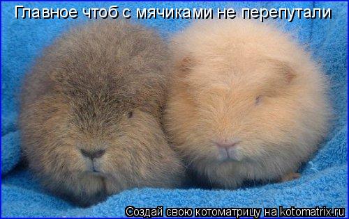 Котоматрица: Главное чтоб с мячиками не перепутали