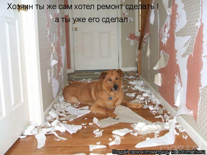 Котоматрица: Хозяин ты же сам хотел ремонт сделать ! а ты уже его сделал ..