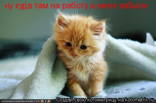 Котоматрица: ну куда там на работу а меня забыли
