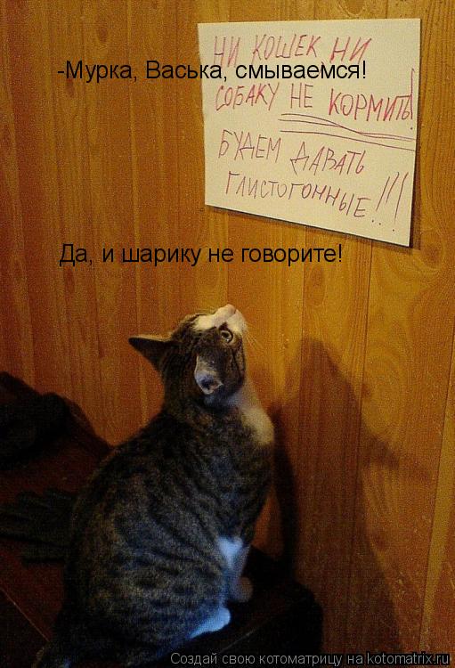 Котоматрица: Да, и шарику не говорите! -Мурка, Васька, смываемся!