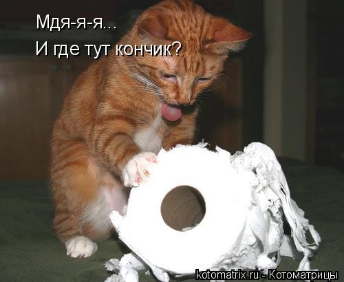 Котоматрица: Мдя-я-я... И где тут кончик?