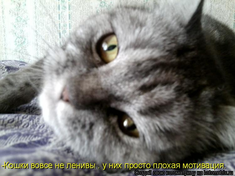 Котоматрица: -Кошки вовсе не ленивы – у них просто плохая мотивация.