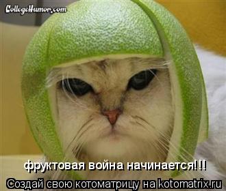 Котоматрица: фруктовая война начинается!!!