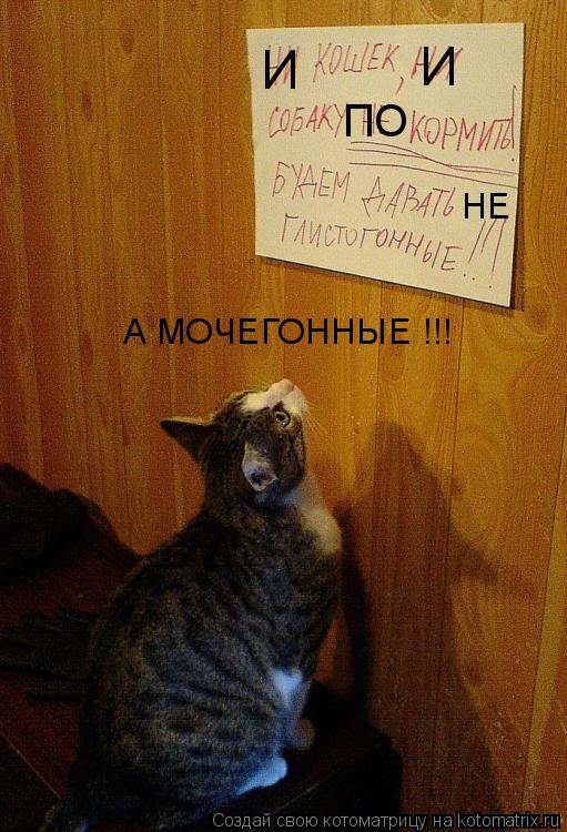 Котоматрица: И И ПО НЕ А МОЧЕГОННЫЕ !!!