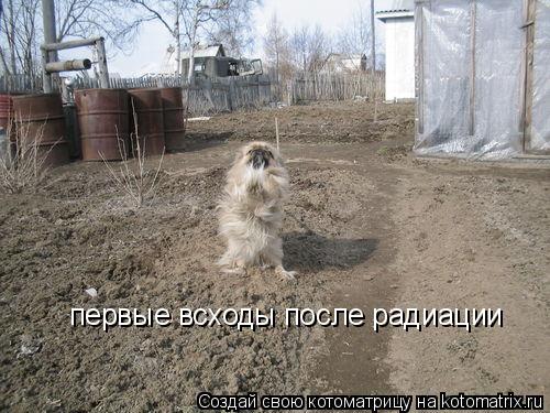 первые всходы после радиации... Котоматрица: первые всходы после радиации