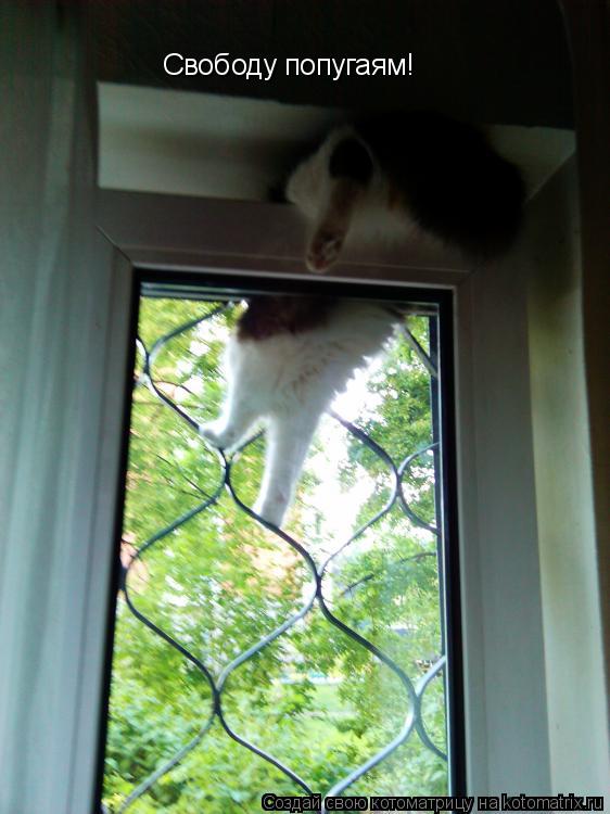 Котоматрица: Свободу попугаям!