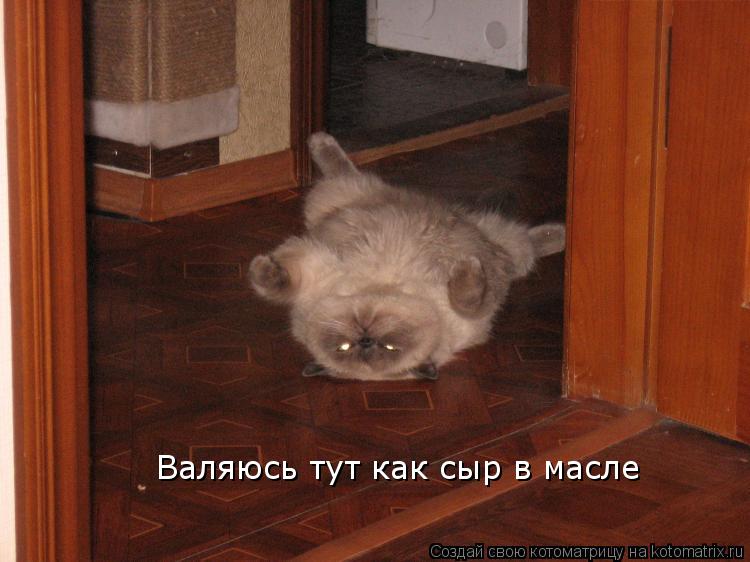 Котоматрица: Валяюсь тут как сыр в масле