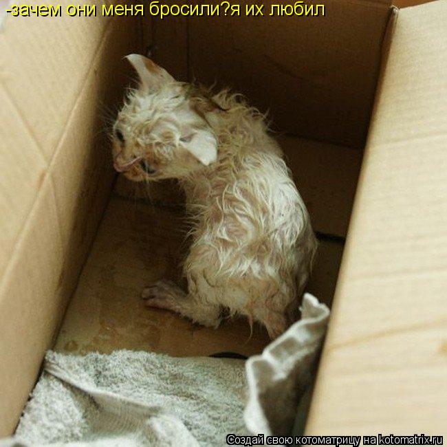 Котоматрица: -зачем они меня бросили?я их любил