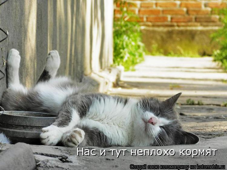 Котоматрица: Нас и тут неплохо кормят