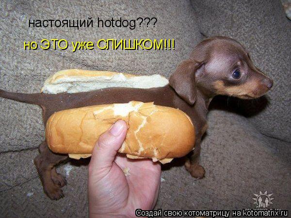 Котоматрица: настоящий hotdog??? но ЭТО уже СЛИШКОМ!!!