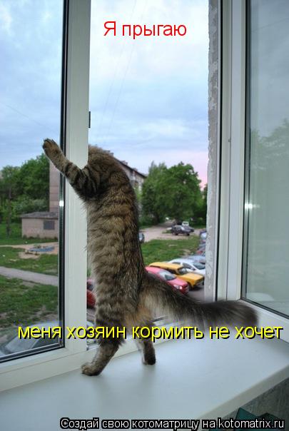 Котоматрица: меня хозяин кормить не хочет      Я прыгаю