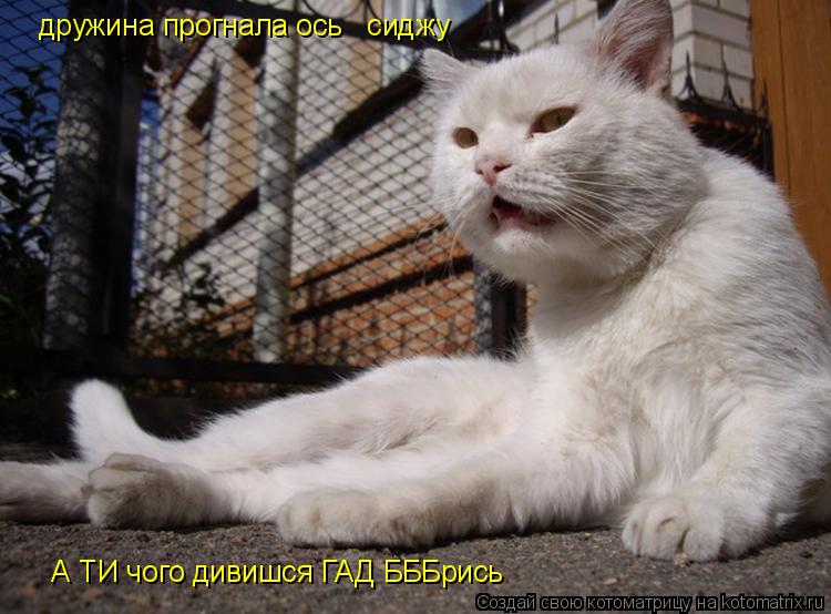Котоматрица: дружина прогнала ось і сиджу    А ТИ чого дивишся ГАД БББрись