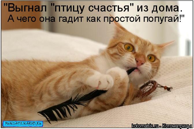 "Выгнал "птицу счастья" из дома. А чего она гадит как простой попугай!"... Котоматрица: "Выгнал "птицу счастья" из дома. А чего она гадит как простой попугай!"
