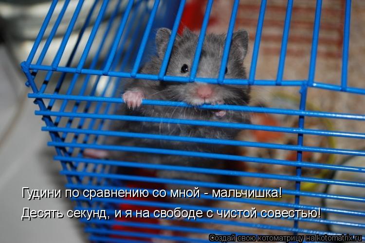 Котоматрица: Гудини по сравнению со мной - мальчишка! Десять секунд, и я на свободе с чистой совестью!