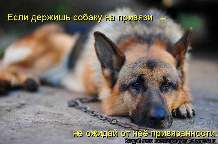 Котоматрица: Если держишь собаку на привязи _ не ожидай от неё привязанности.