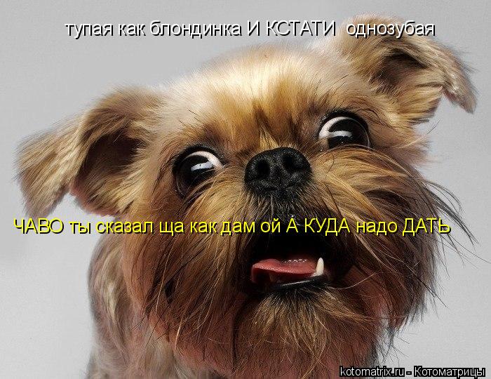 Котоматрица: тупая как блондинка И КСТАТИ  однозубая тупая как блондинка И КСТАТИ  однозубая ЧАВО ты сказал ща как дам ой А КУДА надо ДАТЬ