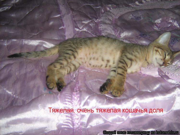 Тяжелая, очень тяжелая кошачья доля... Котоматрица: Тяжелая, очень тяжелая кошачья доля