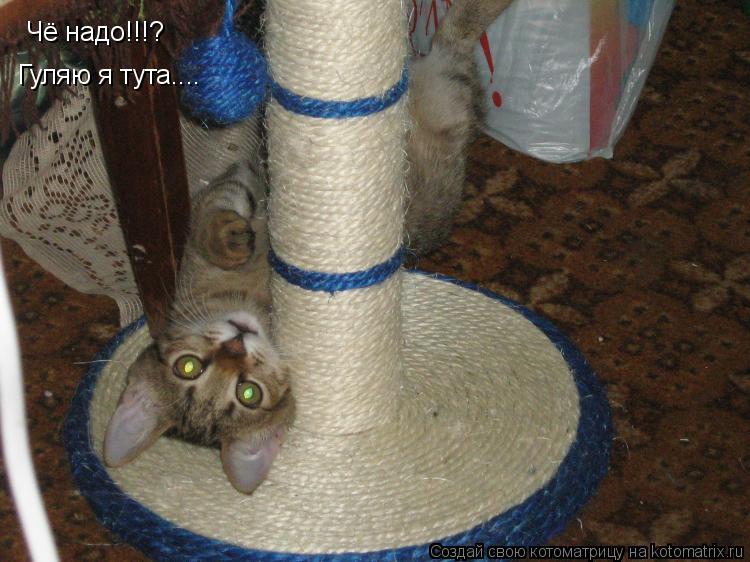 Чё надо!!!? Гуляю я тута....... Котоматрица: Чё надо!!!? Гуляю я тута....