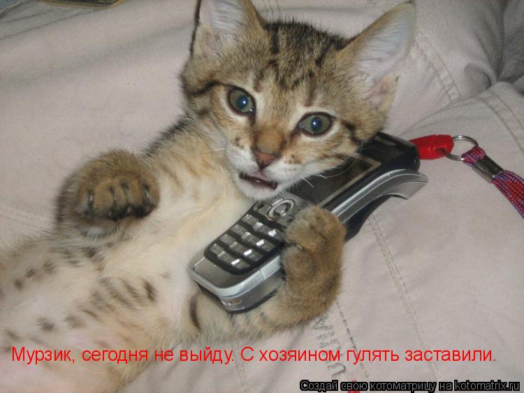 Мурзик, сегодня не выйду. С хозяином гулять заставили.... Котоматрица: Мурзик, сегодня не выйду. С хозяином гулять заставили.