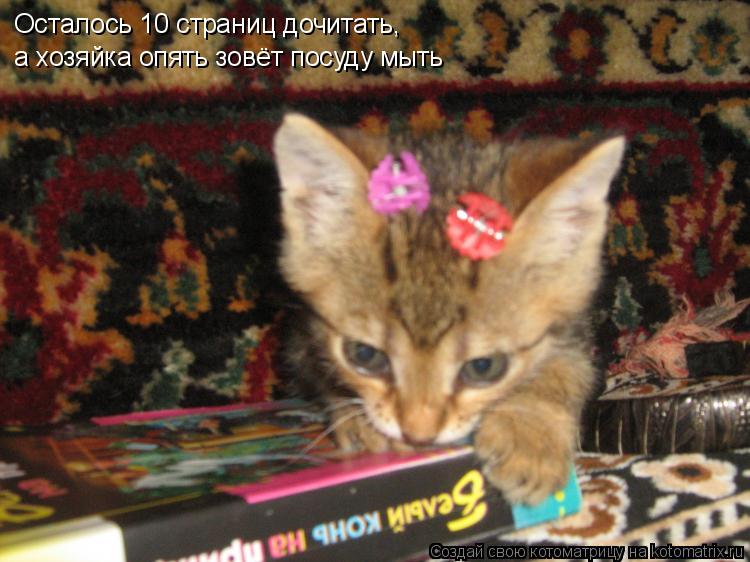 Осталось 10 страниц дочитать, а хозяйка опять зовёт посуду мыть... Котоматрица: Осталось 10 страниц дочитать, а хозяйка опять зовёт посуду мыть