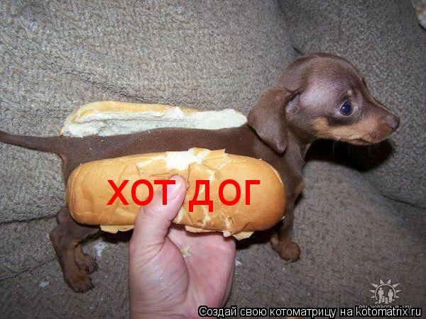 вот это настояший хот дог... Котоматрица: вот это настояший хот дог