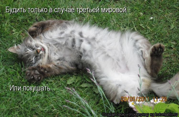 Будить только в случае третьей мировой... ...Или покушать...... Котоматрица: Будить только в случае третьей мировой... ...Или покушать...