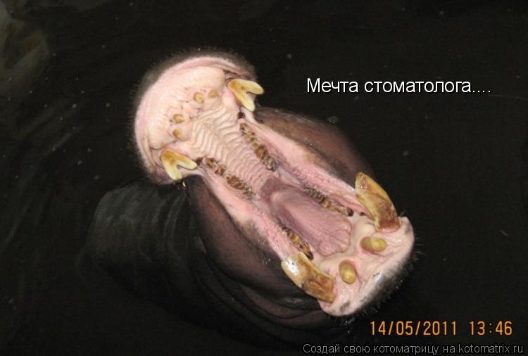 Мечта стоматолога....... Котоматрица: Мечта стоматолога....