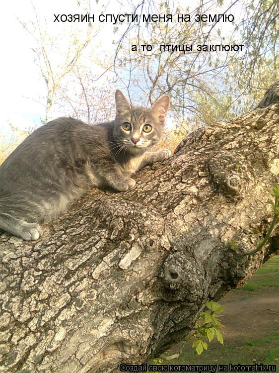 хозяин спусти меня на землю а то птицы заклюют... Котоматрица: хозяин спусти меня на землю а то птицы заклюют