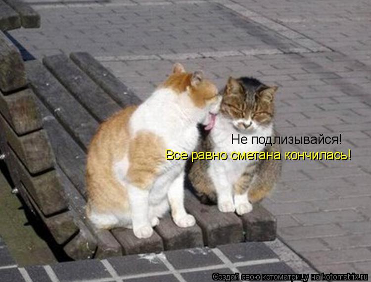 Не подлизывайся! Все равно сметана кончилась!... Котоматрица: Не подлизывайся! Все равно сметана кончилась!