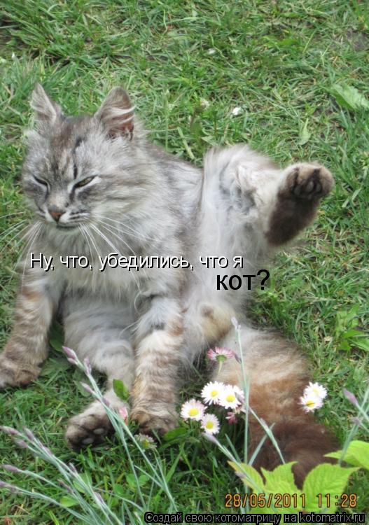 Ну, что, убедились, что я кот?... Котоматрица: Ну, что, убедились, что я кот?