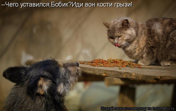 --Чего уставился,Бобик?Иди вон кости грызи!... Котоматрица: --Чего уставился,Бобик?Иди вон кости грызи!