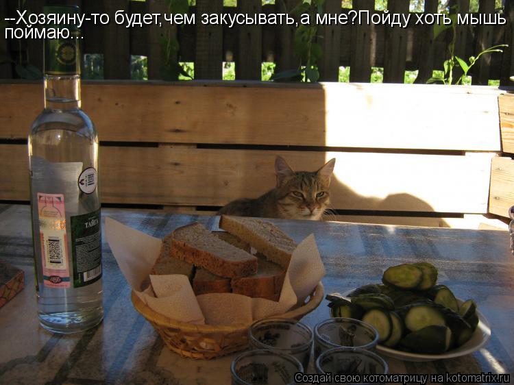 Котоматрица: --Хозяину-то будет,чем закусывать,а мне?Пойду хоть мышь поймаю...
