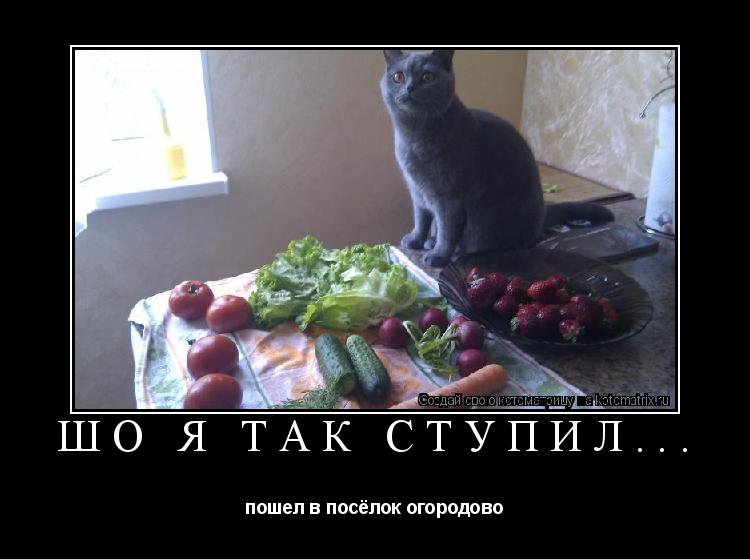 Котоматрица: Шо я так ступил... пошел в посёлок огородово
