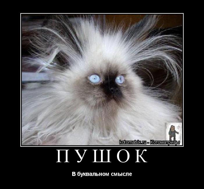 Котоматрица: Пушок В буквальном смысле