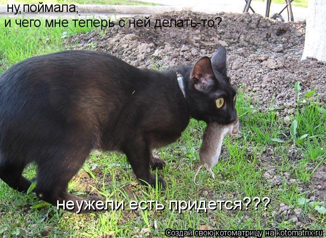 Котоматрица: ну,поймала, и чего мне теперь с ней делать-то? неужели есть придется???